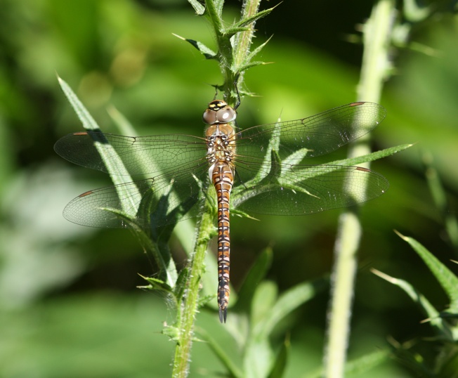 Aeshna juncea? no, femmina Aeshna mixta