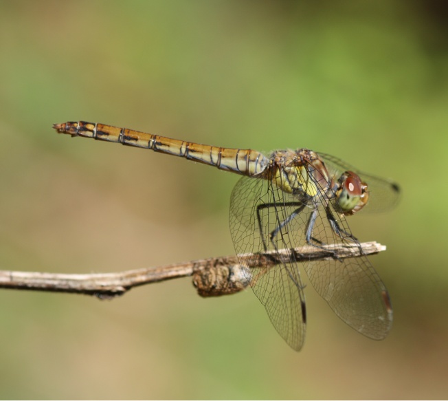 Orthetrum brunneum?
