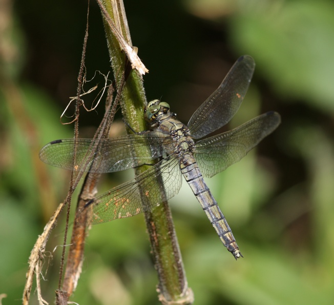 Orthetrum brunneum?