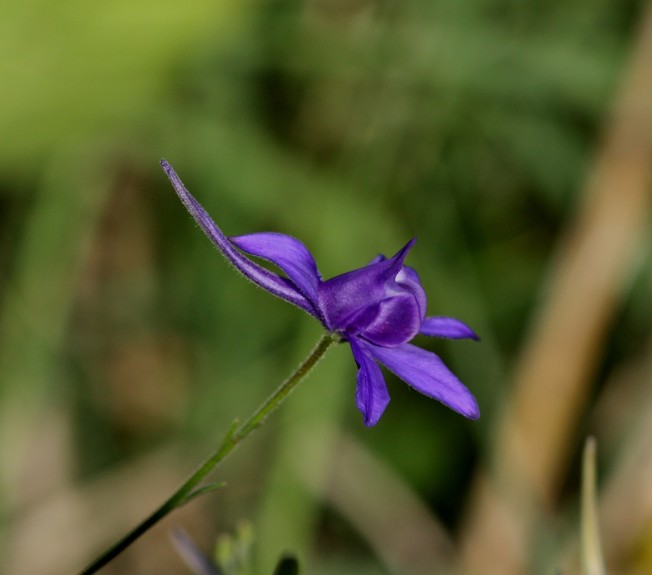 Aiuto Id Pianta - Consolida regalis?