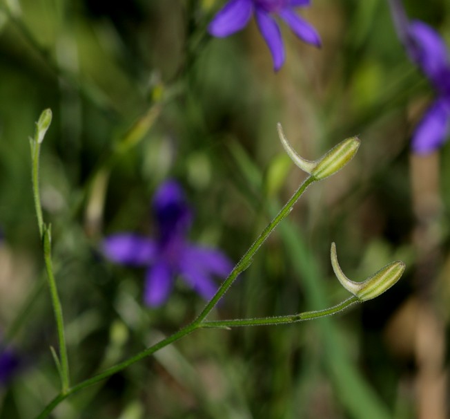 Aiuto Id Pianta - Consolida regalis?