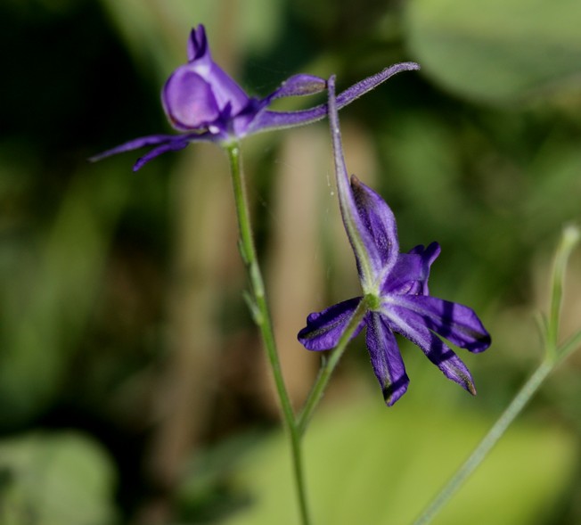 Aiuto Id Pianta - Consolida regalis?
