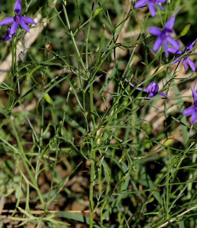 Aiuto Id Pianta - Consolida regalis?