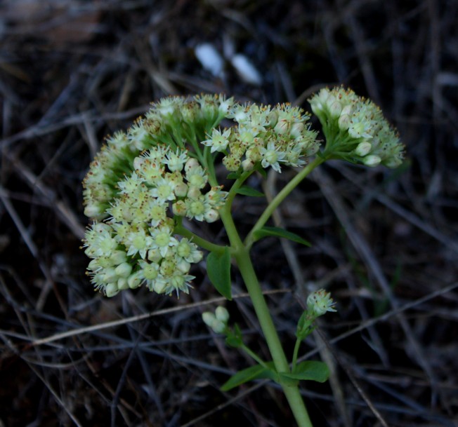 Hylotelephium maximum