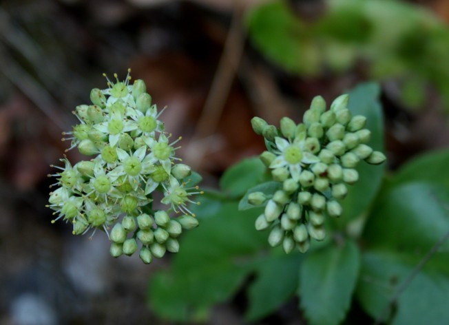 Hylotelephium maximum