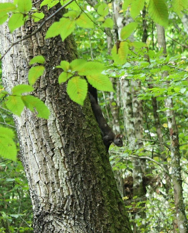 Sciurus vulgaris - Soriano nel Cimino (VT)