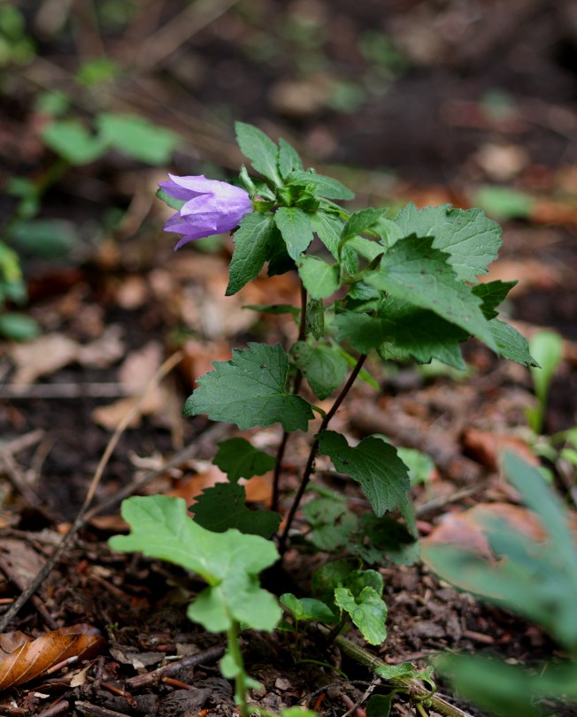 Campanula trachelium