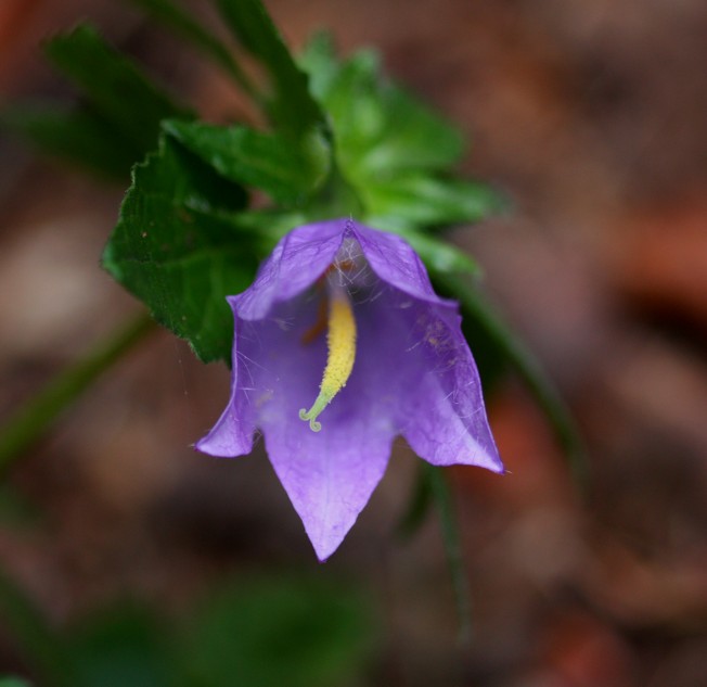 Campanula trachelium
