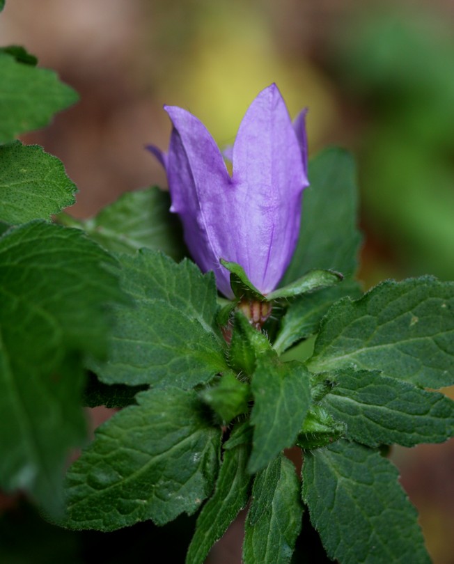 Campanula trachelium