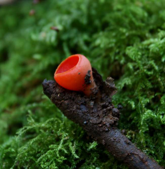 Sarcoscypha coccinea?