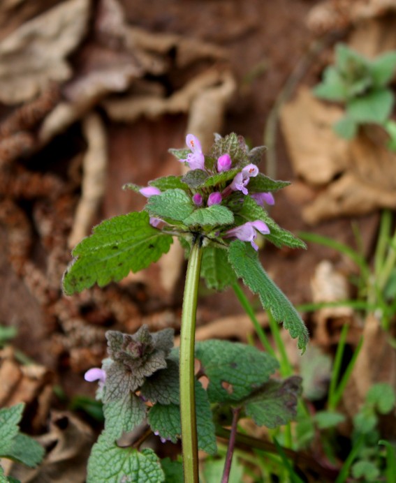 Lamium purpureum