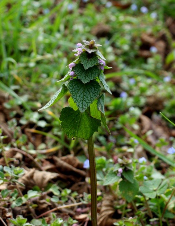 Lamium purpureum