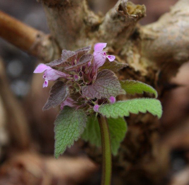 Lamium purpureum