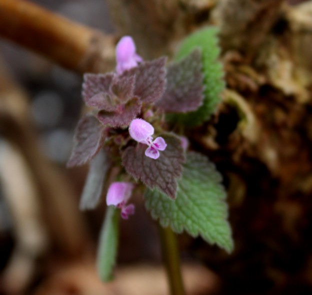 Lamium purpureum
