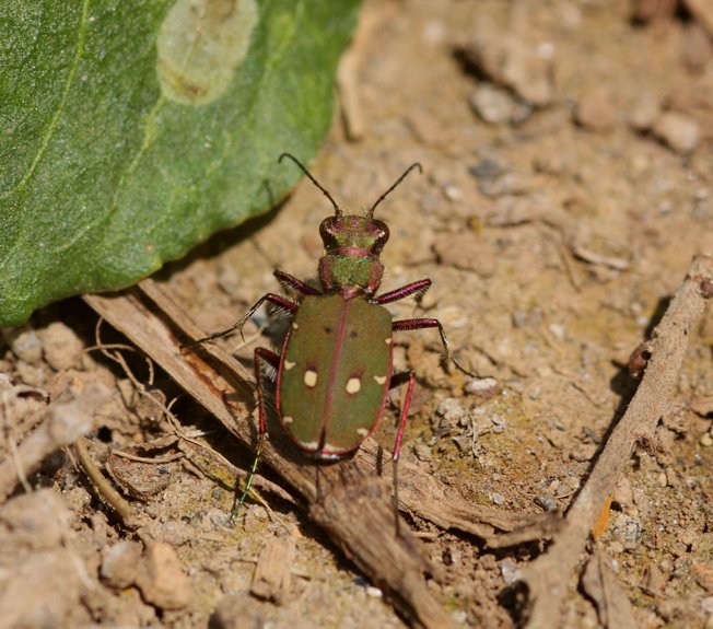 Cicindela campestris