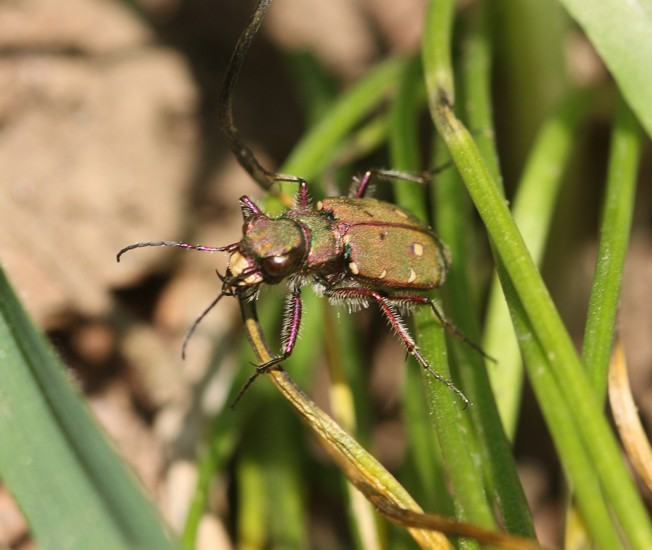 Cicindela campestris