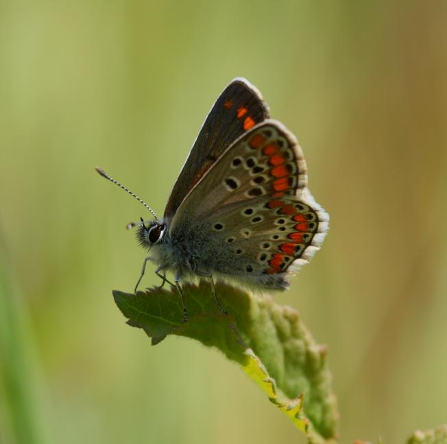 Aricia agestis