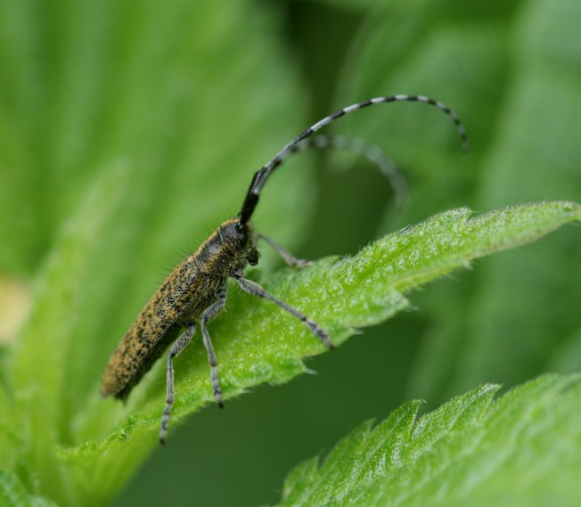 Agapanthia sicula? No; Agapanthia villosoviridescens
