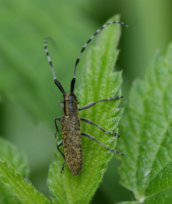 Agapanthia sicula? No; Agapanthia villosoviridescens