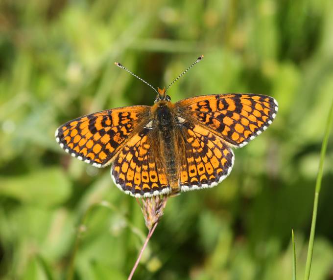 Dubbio su Melitaea cinxia