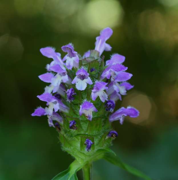 Prunella vulgaris / Prunella comune