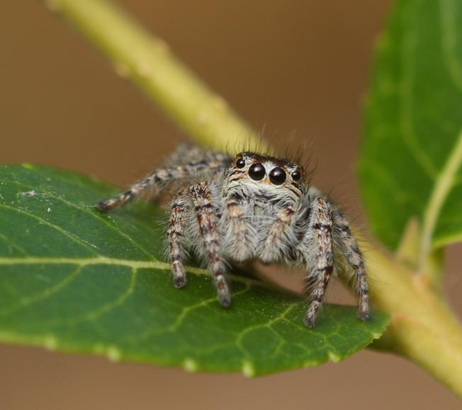 Philaeus chrysops