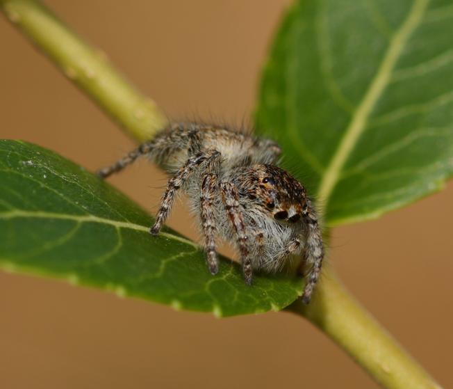 Philaeus chrysops
