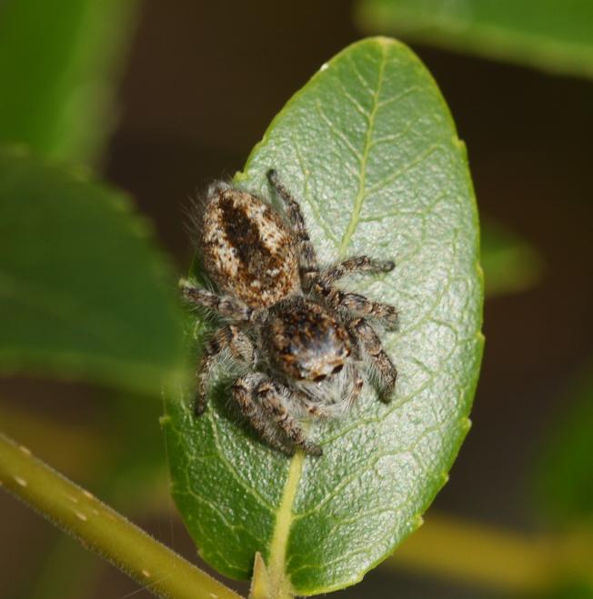 Philaeus chrysops