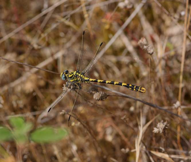 Onycogogomphus uncatus?