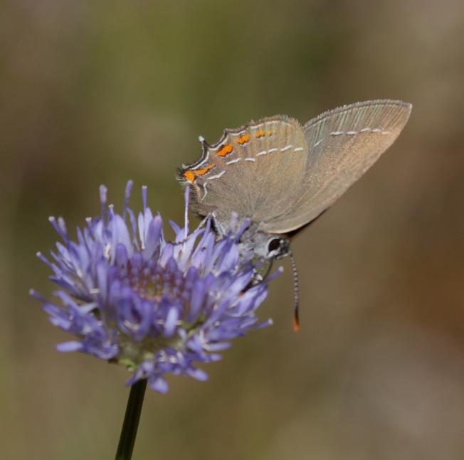 Satyrium ilicis