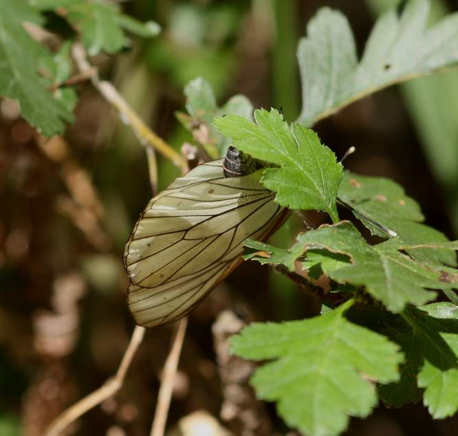 Aporia crataegi in deposizione