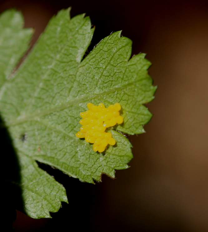 Aporia crataegi in deposizione