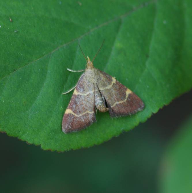 Falena da identificare 1: Hypsopygia rubidalis (Pyralidae)