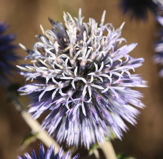 Echinops sphaerocephalus?