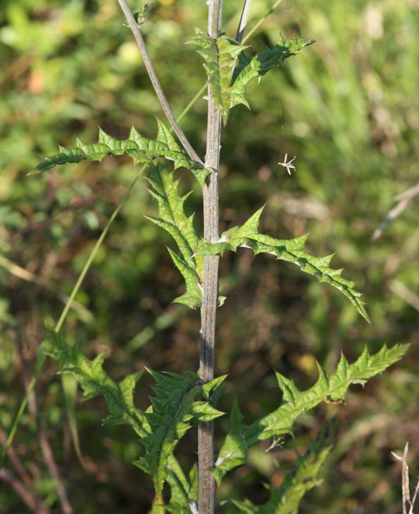 Echinops sphaerocephalus?