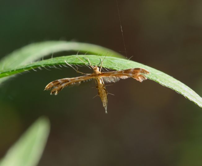 Conferma Crombrugghia laetus