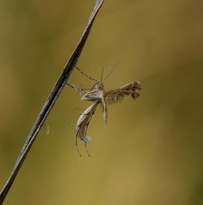 Conferma Crombrugghia laetus