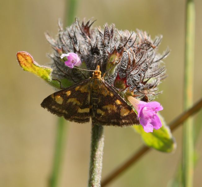 Falena da identificare