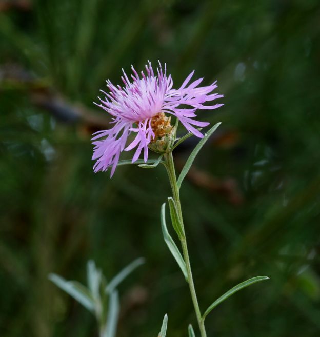 Centaurea jacea s.l.