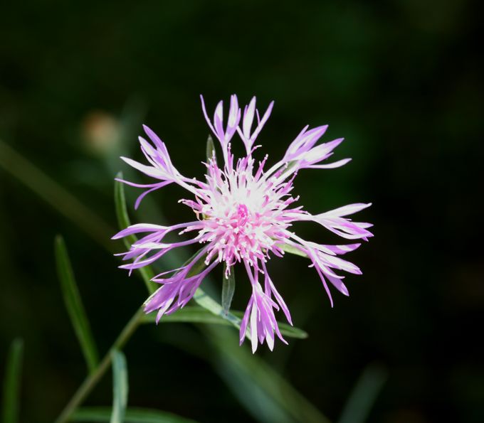 Centaurea jacea s.l.