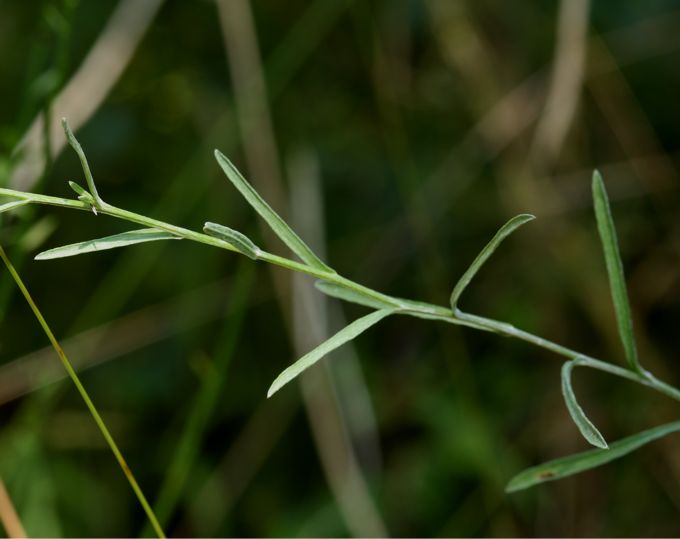 Centaurea jacea s.l.