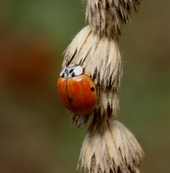 Harmonia axyridis