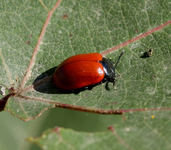 Chrysomela populi