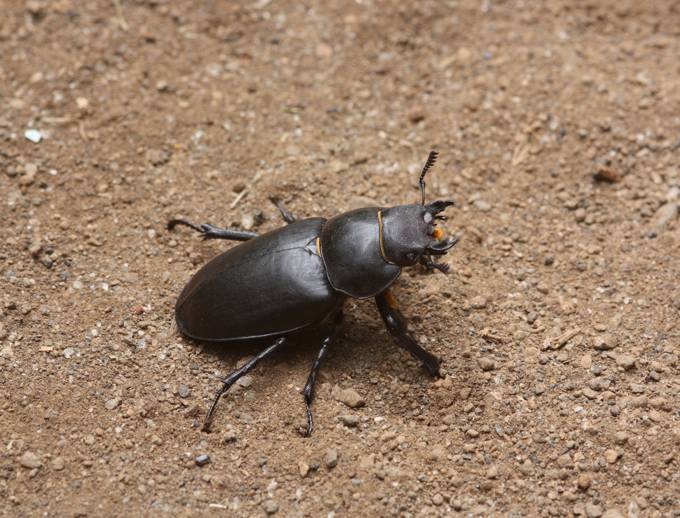 Lucanus (tetraodon?)