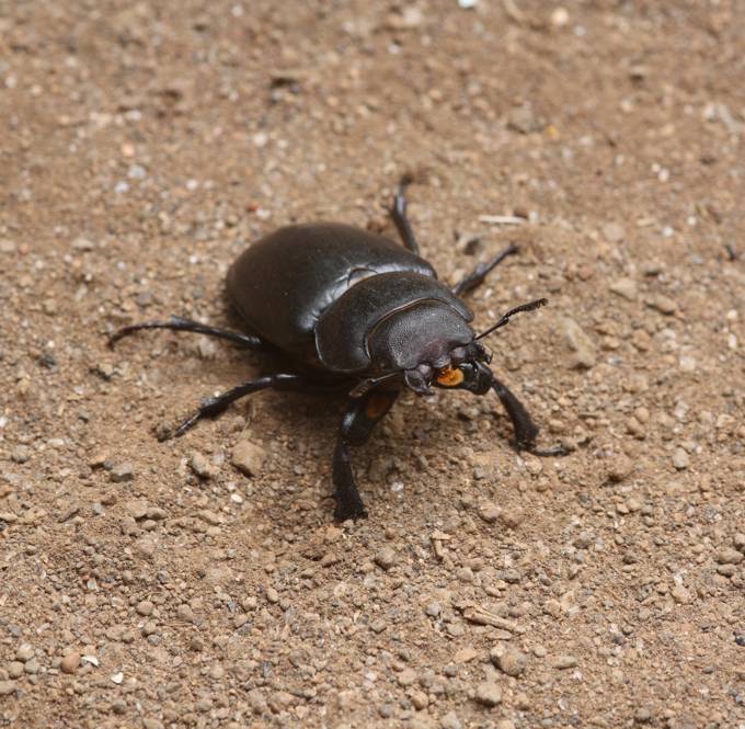 Lucanus (tetraodon?)