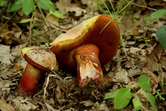 Boletus rhodoxanthus s.l.