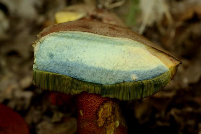 Boletus rhodoxanthus s.l.