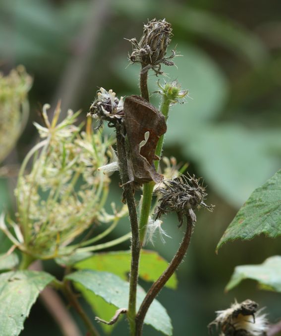 Falena mimetica:Macdunnoughia confusa