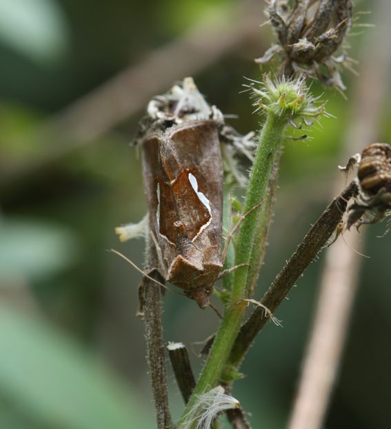 Falena mimetica:Macdunnoughia confusa
