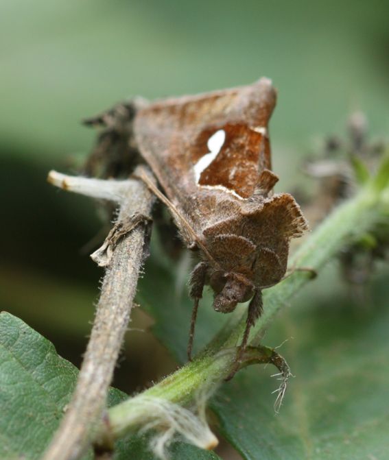 Falena mimetica:Macdunnoughia confusa
